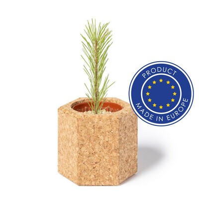 Pot en liège, graines de pin